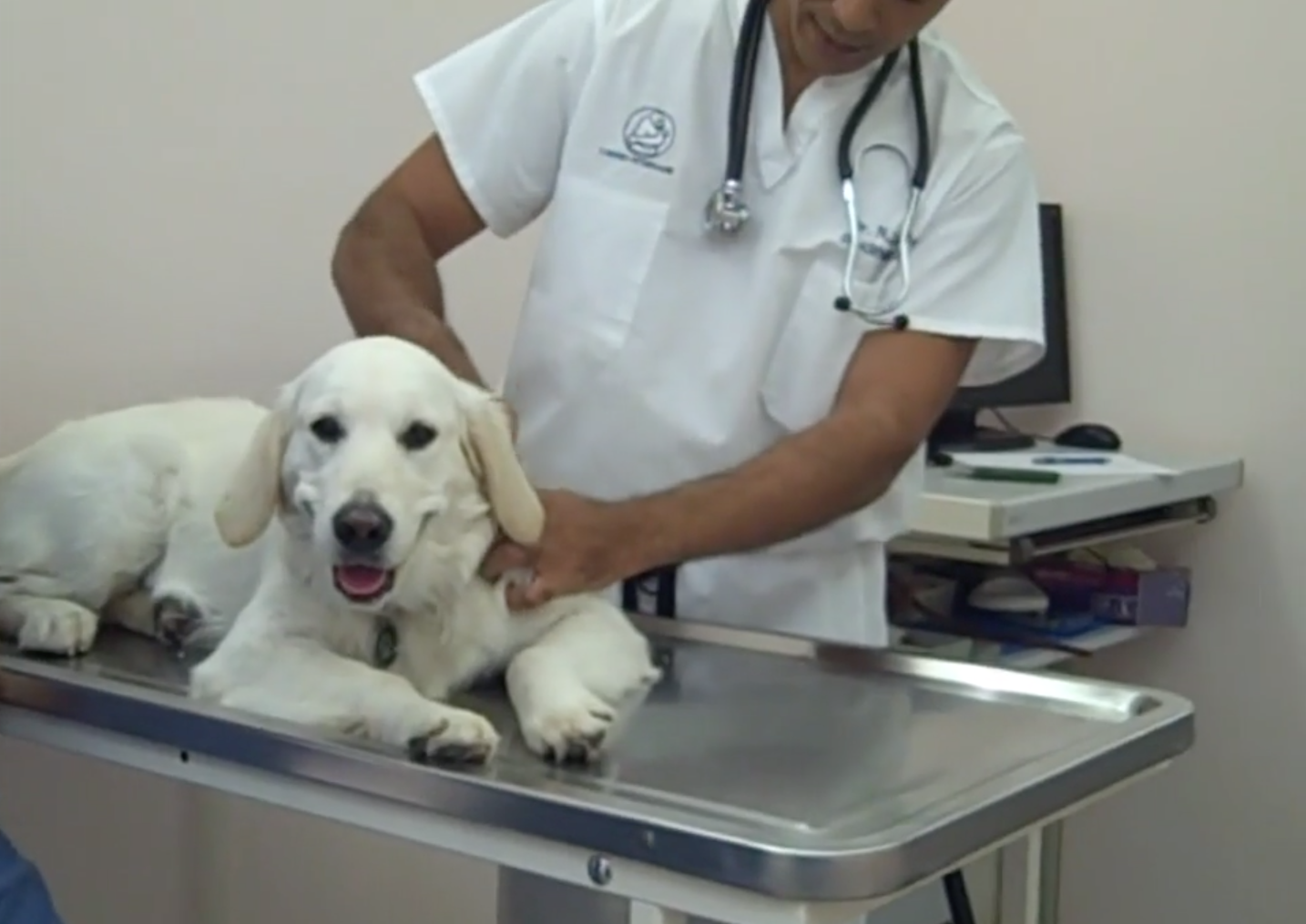 acupuncture, Vétérinaire Versoix, Veterinaire Versoix, Versoix Veterinaire, Versoix Vétérinaire, cabinet vétérinaire versoix, cabinet veterinaire versoix, clinique vétérinaire versoix, vétérinaire de Garde Versoix,veterinaire de Garde Versoix, Cabinet Vétérinaire International