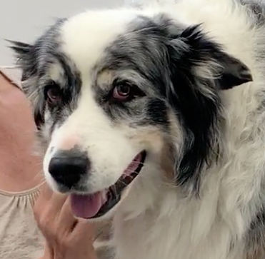 patient, Vétérinaire Versoix, Veterinaire Versoix, Versoix Veterinaire, Versoix Vétérinaire, cabinet vétérinaire versoix, cabinet veterinaire versoix, clinique vétérinaire versoix, vétérinaire de Garde Versoix,veterinaire de Garde Versoix, Cabinet Vétérinaire International