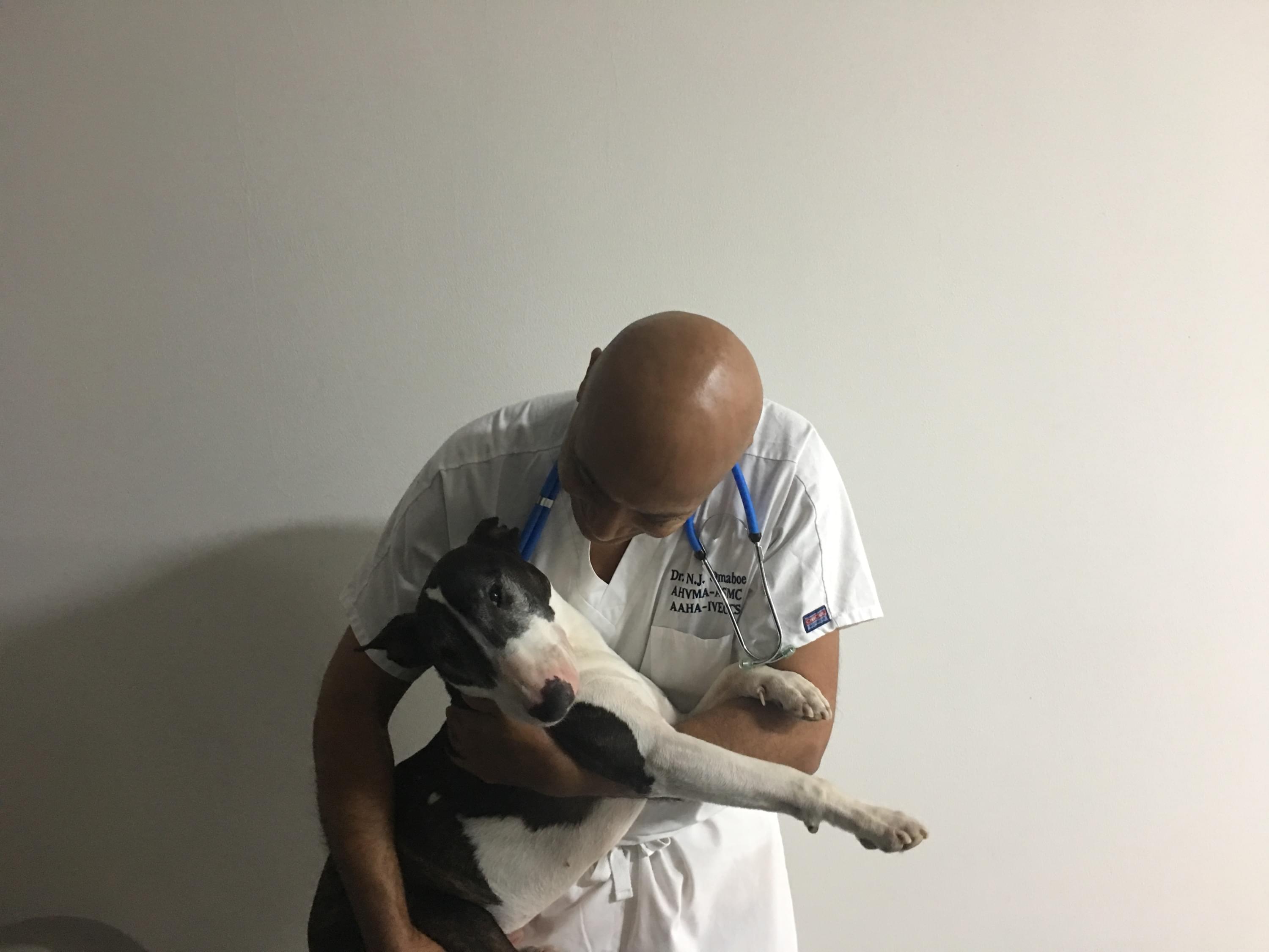 Vétérinaire Versoix, Veterinaire Versoix, Versoix Veterinaire, Versoix Vétérinaire, cabinet vétérinaire versoix, cabinet veterinaire versoix, clinique vétérinaire versoix, vétérinaire de Garde Versoix,veterinaire de Garde Versoix, Cabinet Vétérinaire International